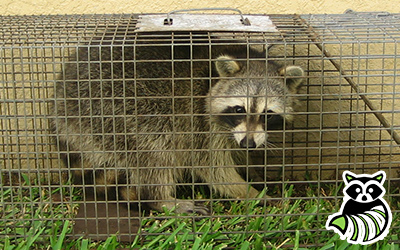 Muskegon trapping